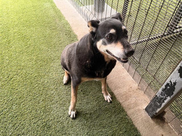Amarga - Rottweiler