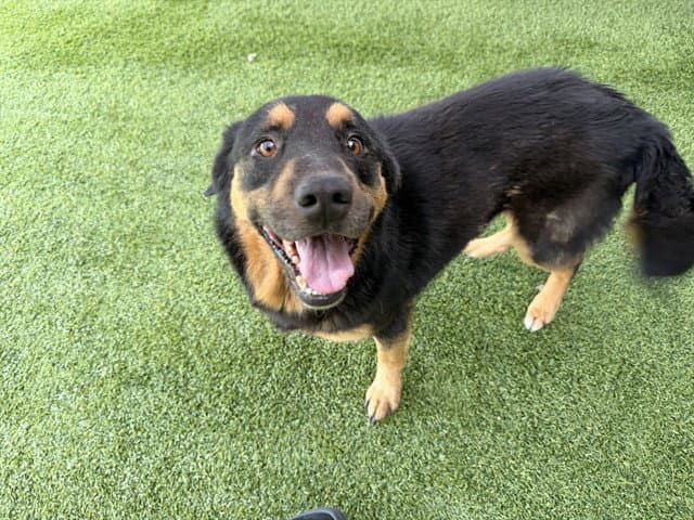Kaiser - Rottweiler