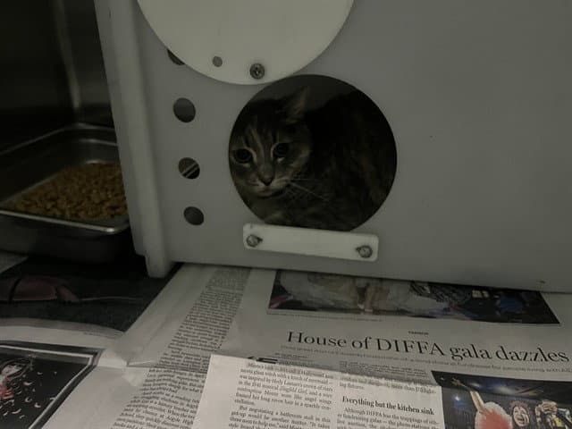 Bella - Domestic Short Hair