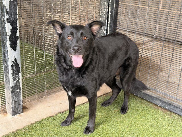 Brie - Australian Cattle Dog/Blue Heeler