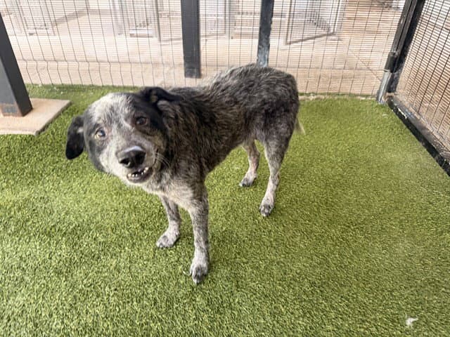 Roo - Australian Cattle Dog/Blue Heeler