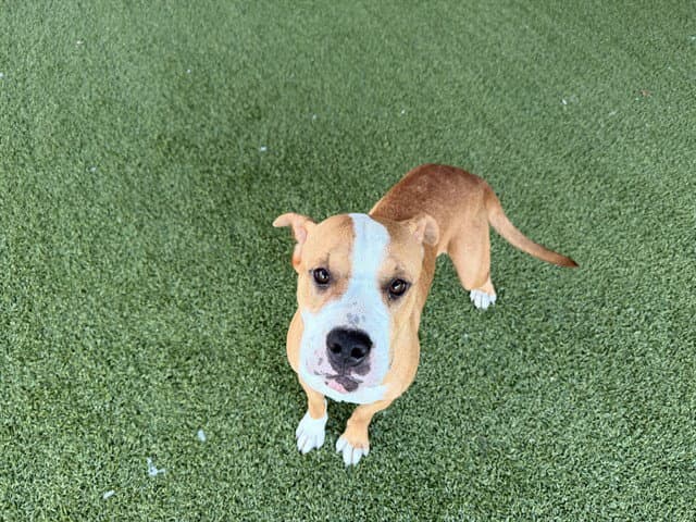 Ladybug - American Staffordshire Terrier