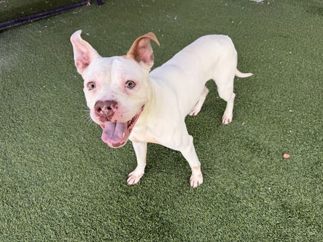 Honeysuckle - Pit Bull Terrier