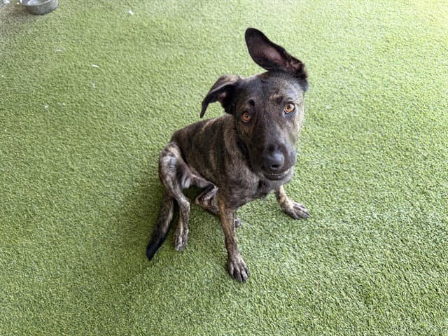Cookie - Dutch Shepherd