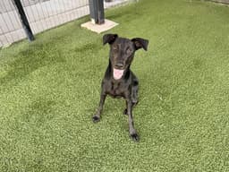 Bruno image 1
