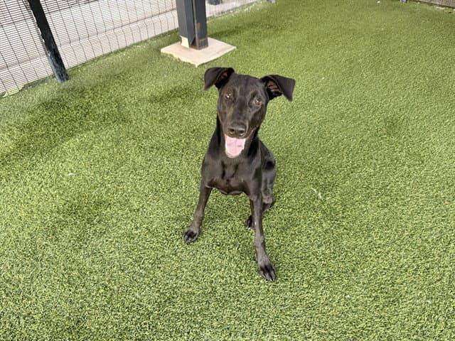 Bruno - Labrador Retriever