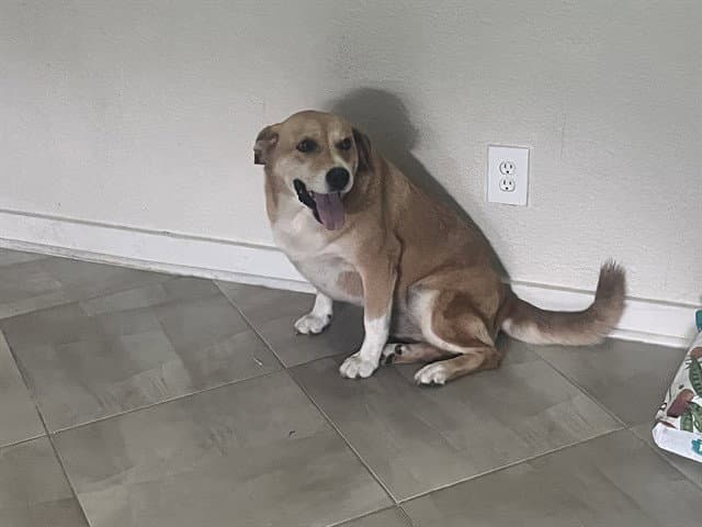 Princess - Great Pyrenees