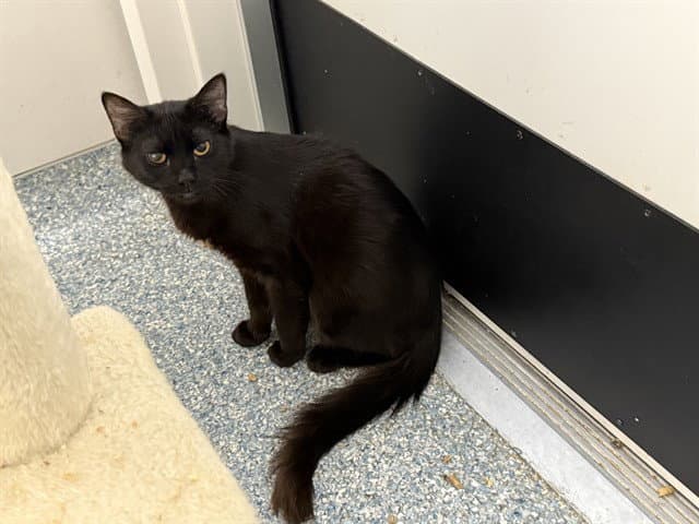 Stellar - Domestic Medium Hair