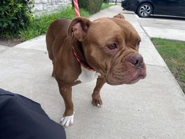 Mrs Pibb - American Pit Bull Terrier