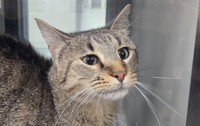 Susie - Domestic Short Hair