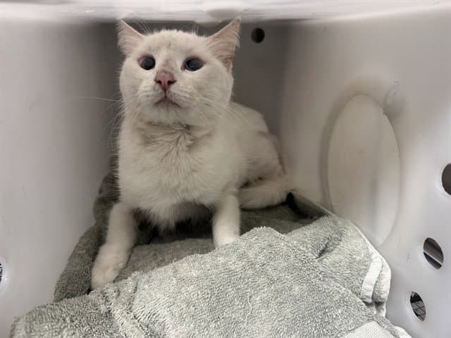 Lydia - Domestic Long Hair