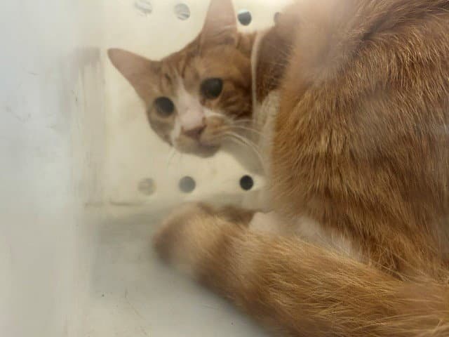 Dooley Jones - Domestic Short Hair