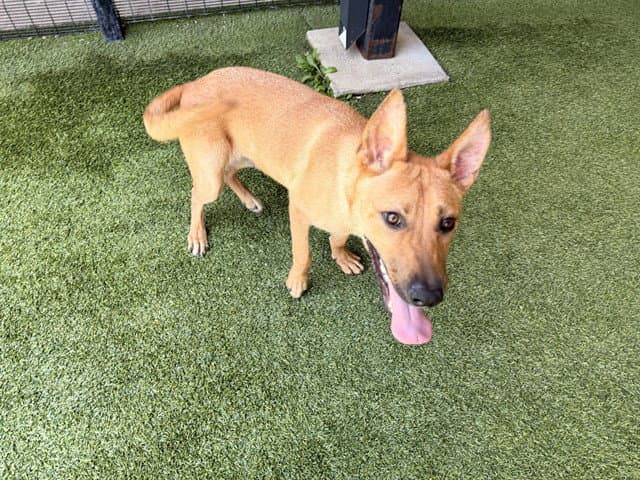 R Jr - Carolina Dog