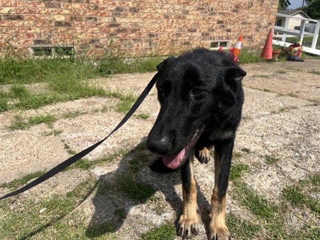Ronaldo - German Shepherd Dog