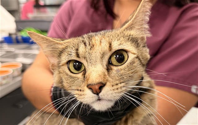 Karleigh - Domestic Short Hair
