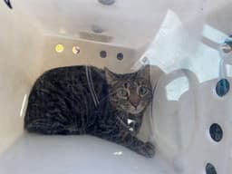 Emmie image 1