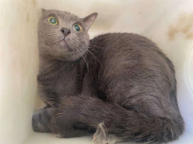 Duke - Domestic Short Hair