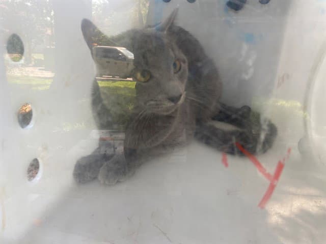 Ice Pop - Domestic Short Hair