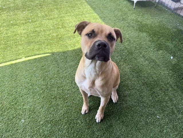 Benji - Boxer