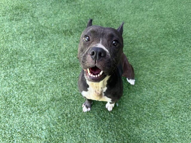 Diamond - American Staffordshire Terrier