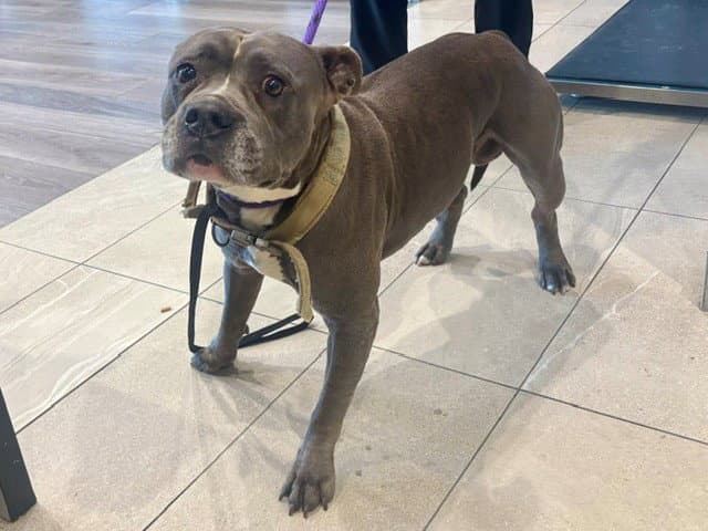 Togo - Pit Bull Terrier