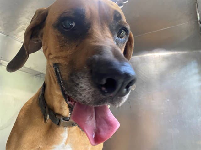 Luna - Black Mouth Cur