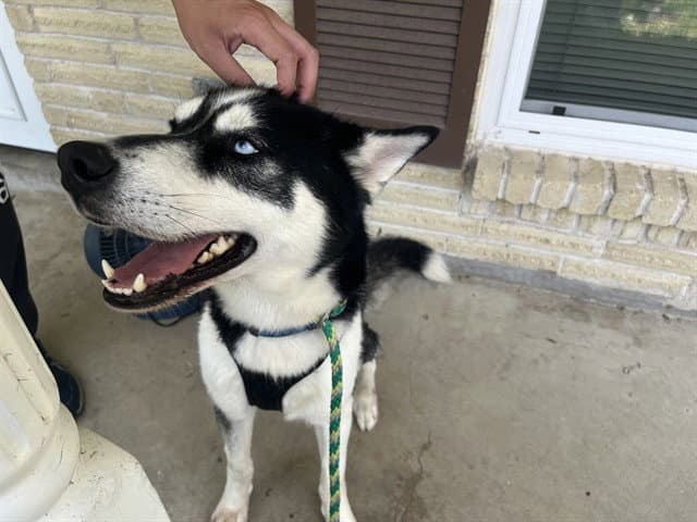 Nalu - Husky