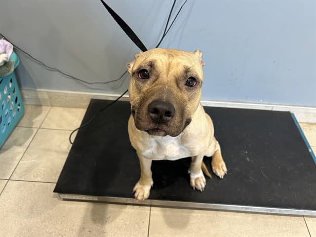 Mazapan - Pit Bull Terrier