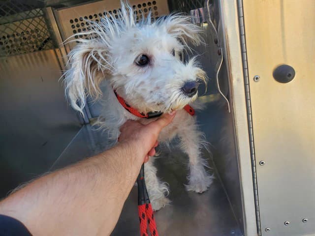 Peaches - Maltese