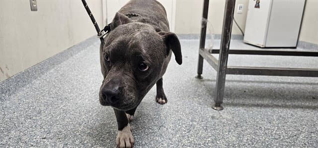 Sox - Pit Bull Terrier