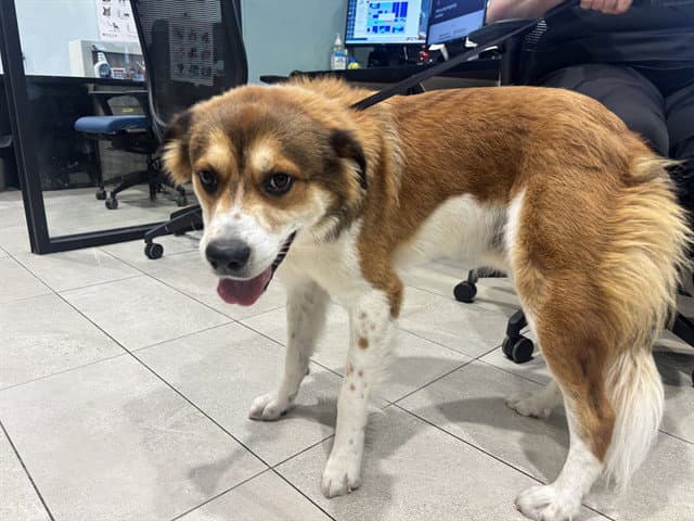 Ranger - Australian Shepherd
