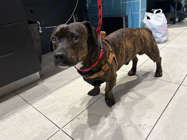 Hot Dog - Pit Bull Terrier