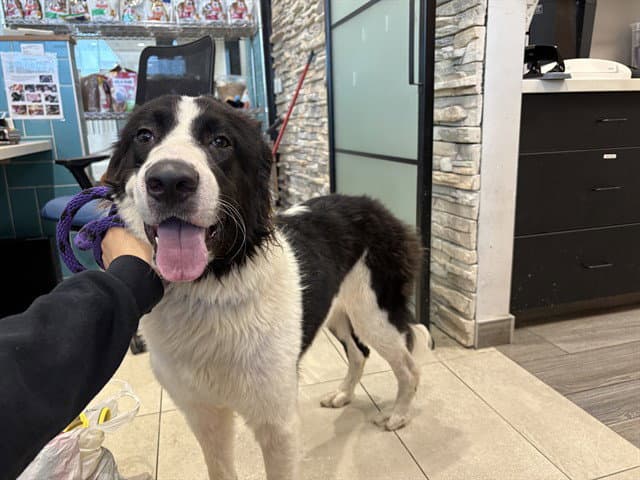 Rowan - Border Collie
