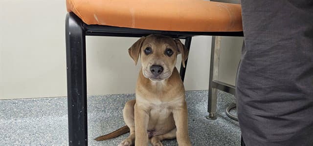 Bingus Prime - Pit Bull Terrier