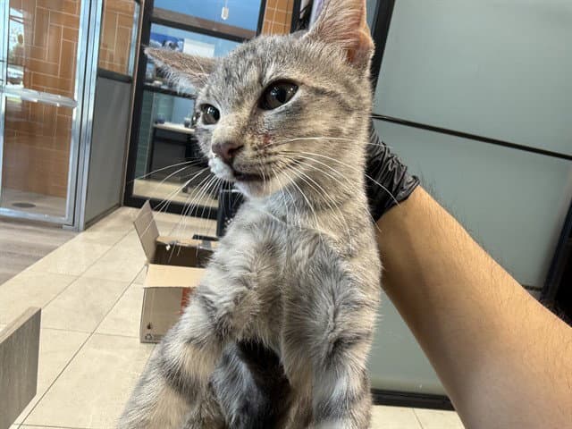 Greenbook - Domestic Short Hair