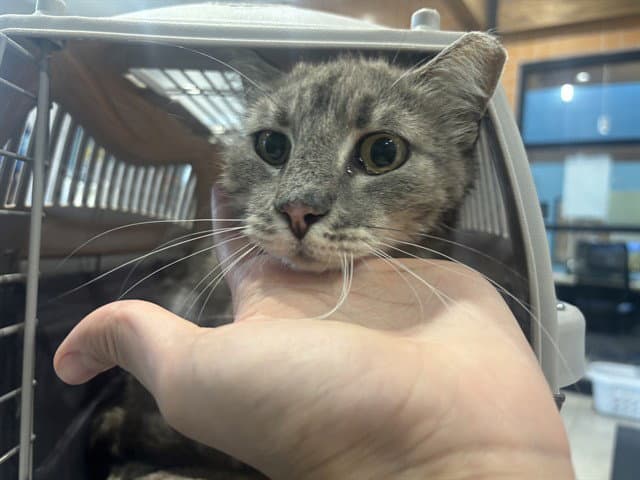 Molly - Domestic Medium Hair