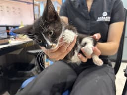 Tuxie image 1