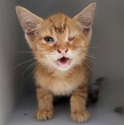 O-Tabby image 1
