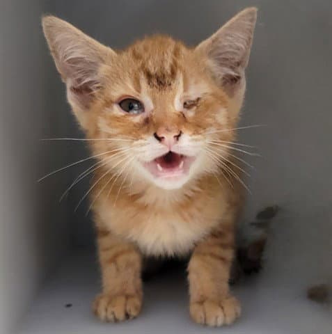 O-Tabby - Domestic Short Hair