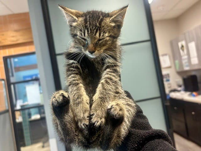 Kiwi - Domestic Short Hair