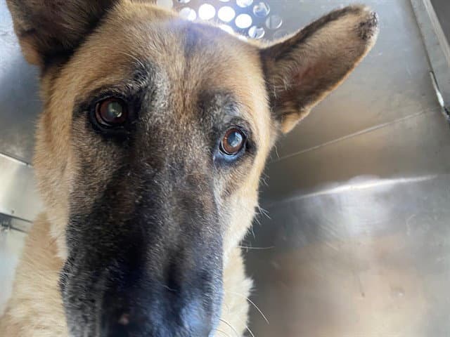 Walter - German Shepherd Dog