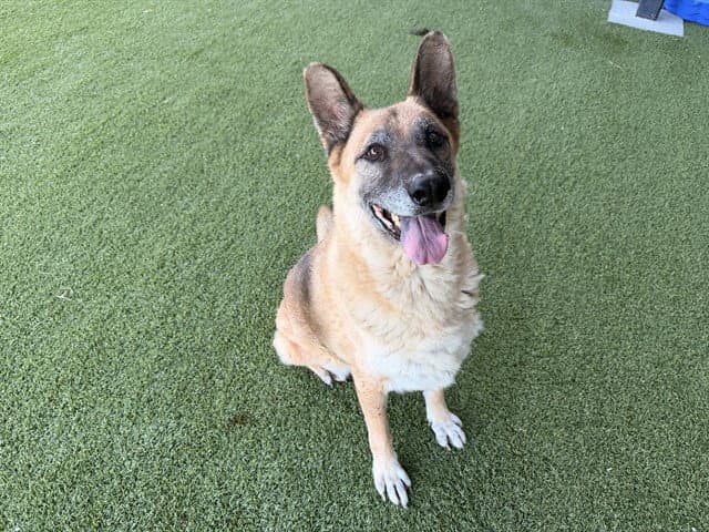 Walter - German Shepherd Dog