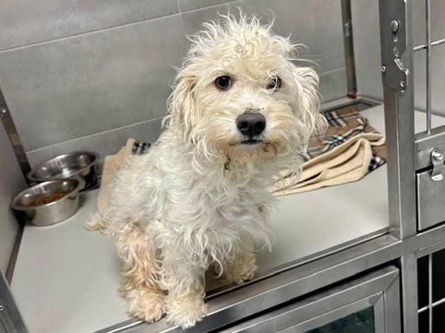 Charlotte - Maltese