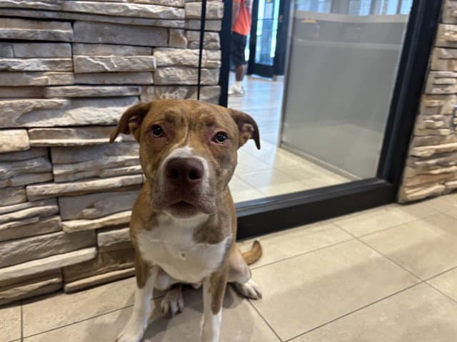 Pablo - Pit Bull Terrier