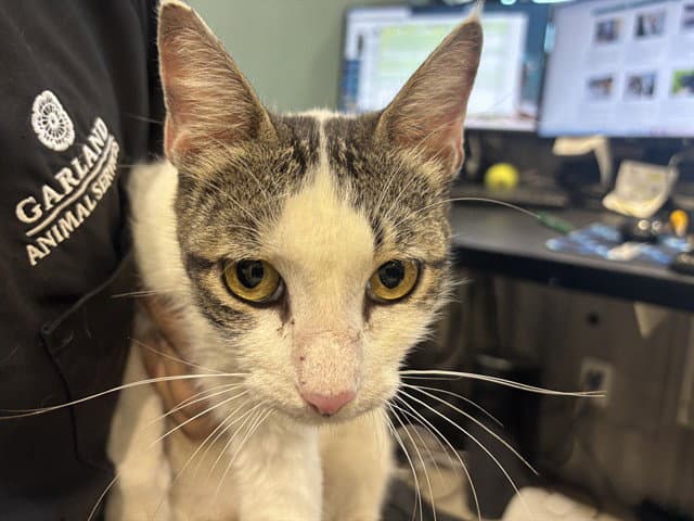 Paloma - Domestic Short Hair