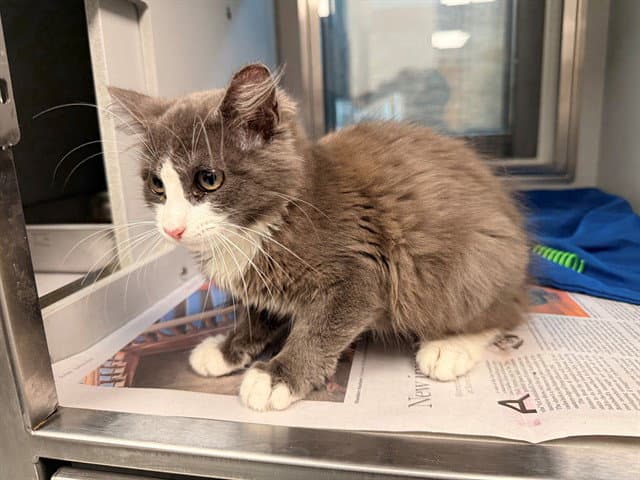Mia - Domestic Short Hair