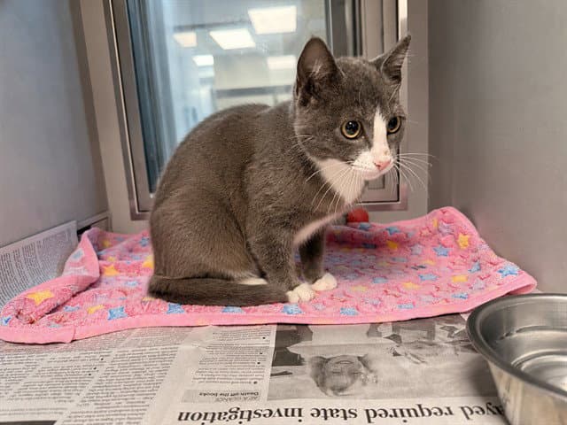 Michelle - Domestic Short Hair