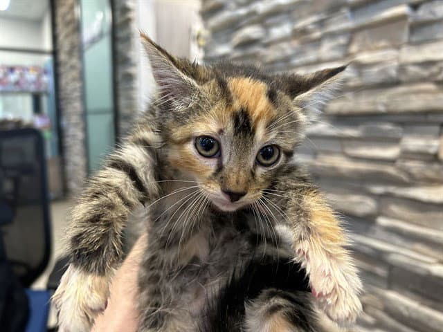 Dorothy - Domestic Short Hair