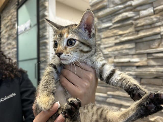 Barbara - Domestic Short Hair