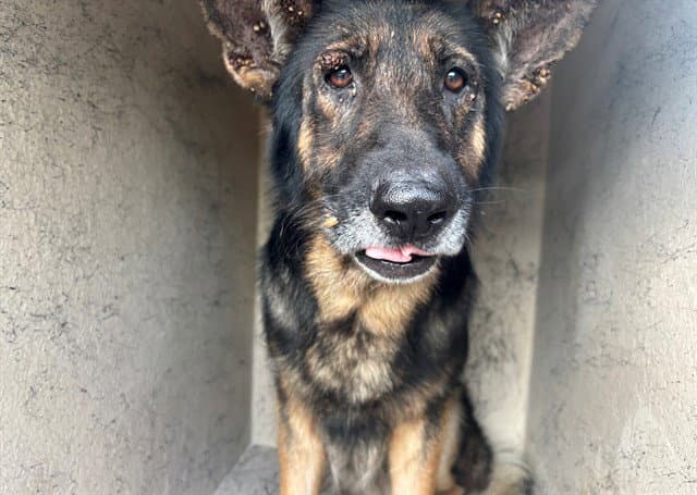 Everest - German Shepherd Dog